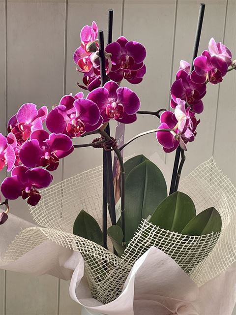 Medium Phalaenopsis Orchid Plant