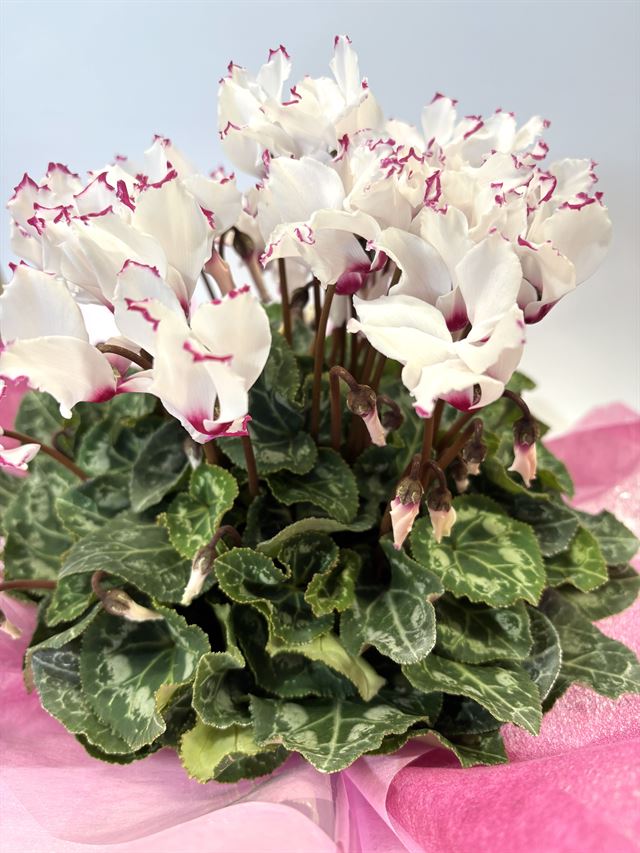 Fragrant Flowering Cyclamen