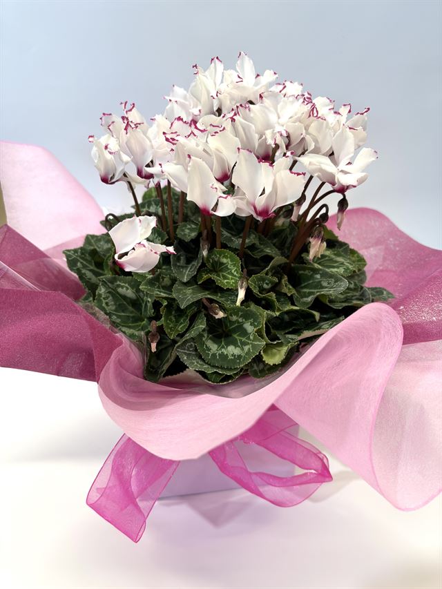 Fragrant Flowering Cyclamen