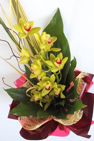 Single Orchid