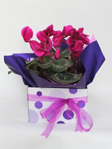 Cyclamen