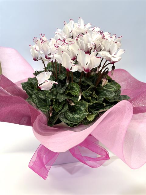 Fragrant Flowering Cyclamen