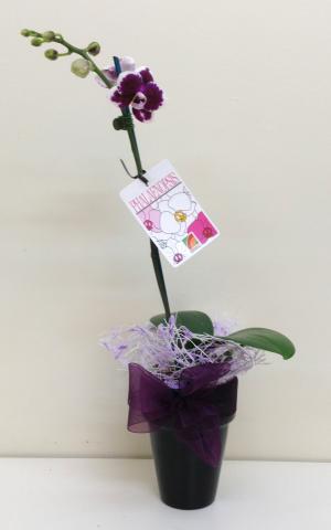Miniature Orchid