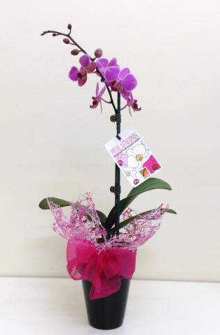 Miniature Orchid