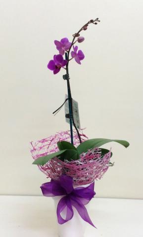 Miniature Orchid