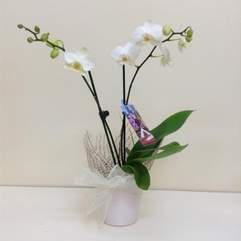 Miniature Orchid