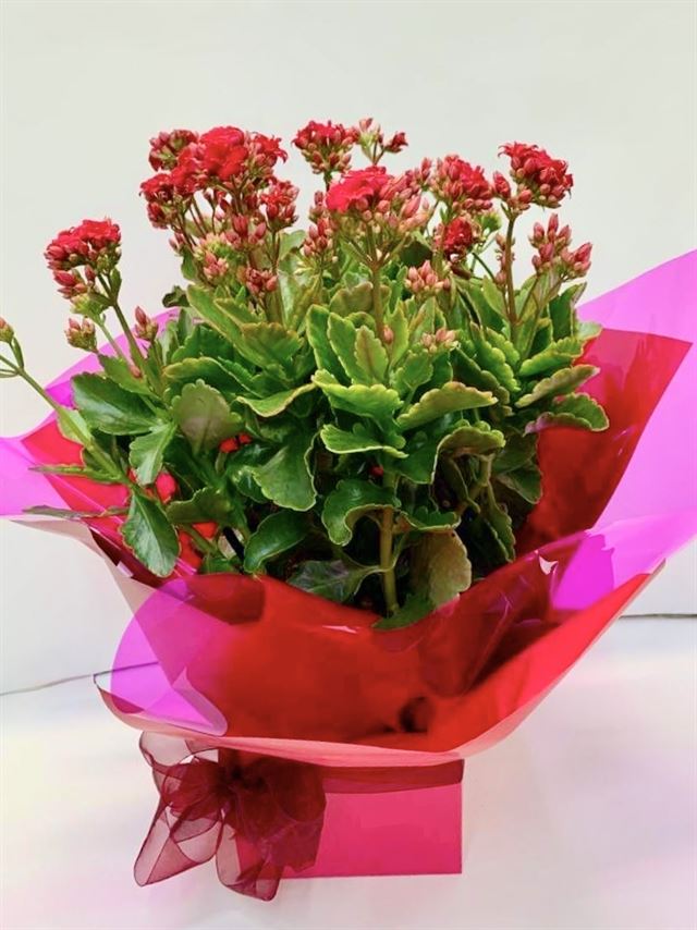 Flowering Kalanchoe