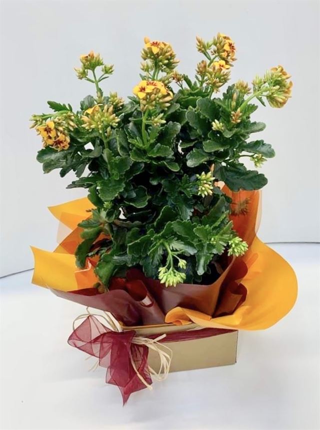 Flowering Kalanchoe