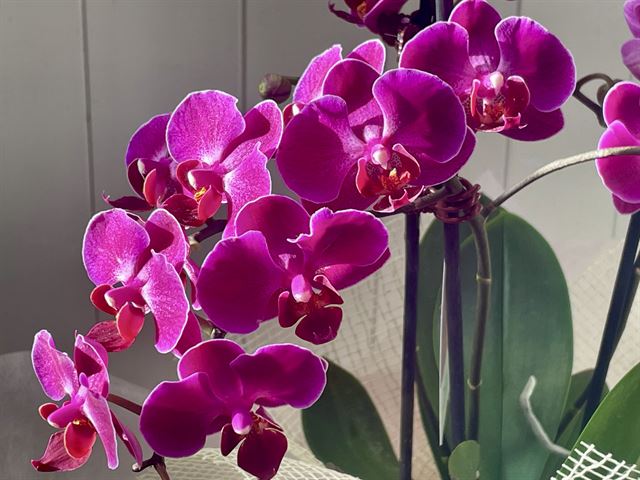Medium Phalaenopsis Orchid Plant